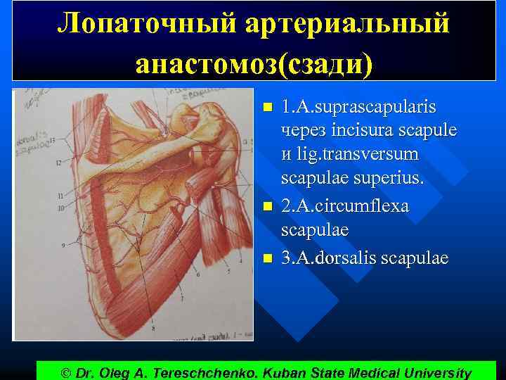 Лопаточный артериальный анастомоз(сзади) n n n 1. А. suprascapularis через incisura scapule и lig.