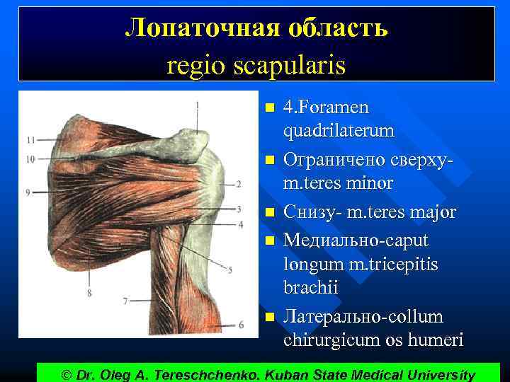Лопаточная область regio scapularis n n n 4. Foramen quadrilaterum Ограничено сверху- m. teres