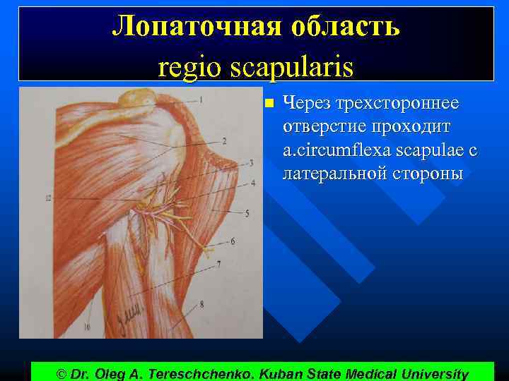 Лопаточная область regio scapularis n Через трехстороннее отверстие проходит a. circumflexa scapulae c латеральной