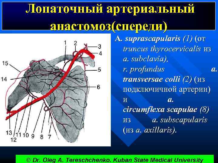 Лопаточный артериальный анастомоз(спереди) А. suprascapularis (1) (от truncus thyrocervicalis из a. subclavia), r. profundus