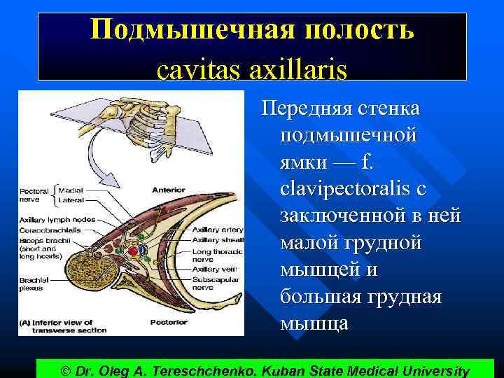Подмышечная полость cavitas axillaris Передняя стенка подмышечной ямки — f. clavipectoralis с заключенной в