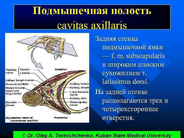 Подмышечная полость cavitas axillaris Задняя стенка подмышечной ямки — f. m. subscapularis и широким