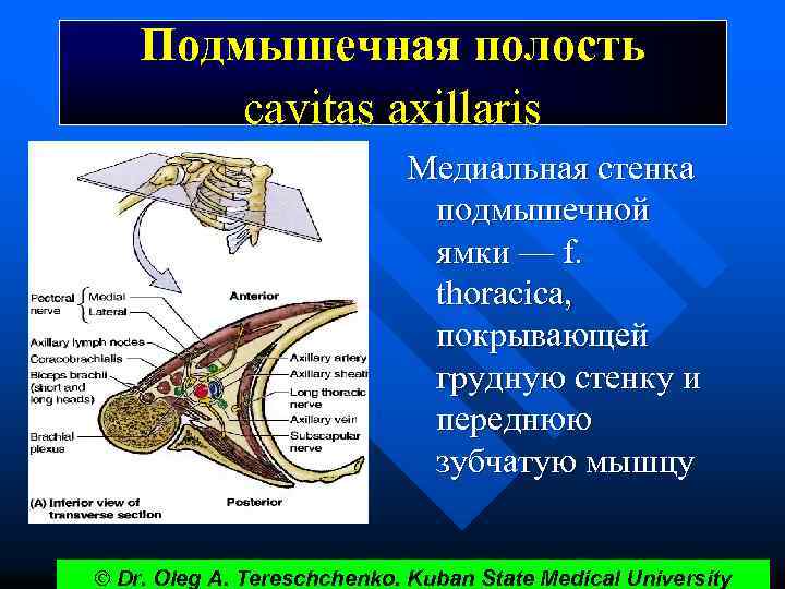 Подмышечная полость cavitas axillaris Медиальная стенка подмышечной ямки — f. thoracica, покрывающей грудную стенку