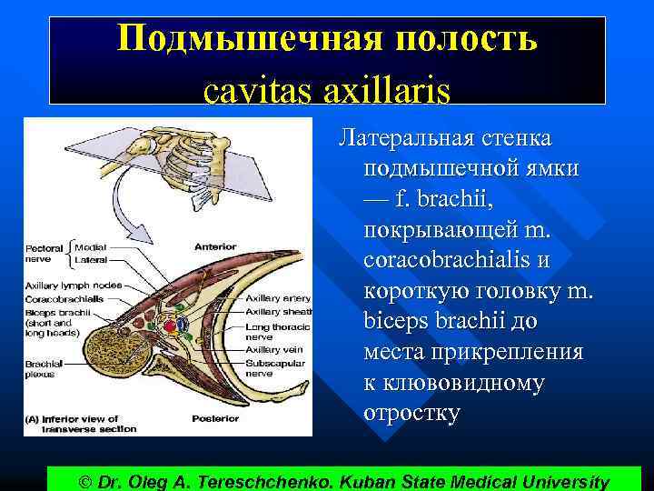 Подмышечная полость cavitas axillaris Латеральная стенка подмышечной ямки — f. brachii, покрывающей m. coracobrachialis