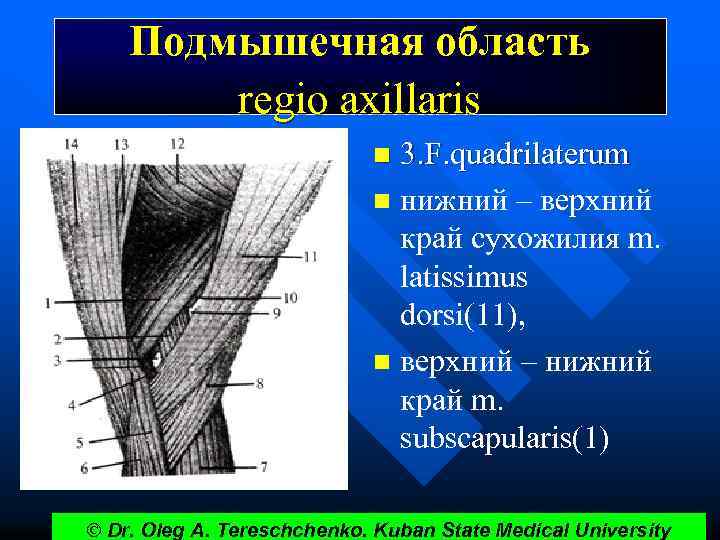 Подмышечная область regio axillaris 3. F. quadrilaterum n нижний – верхний край сухожилия m.
