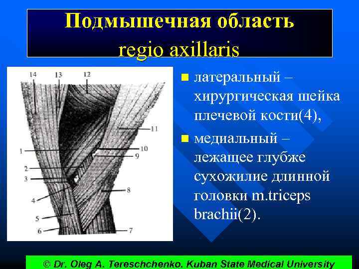 Подмышечная область regio axillaris латеральный – хирургическая шейка плечевой кости(4), n медиальный – лежащее