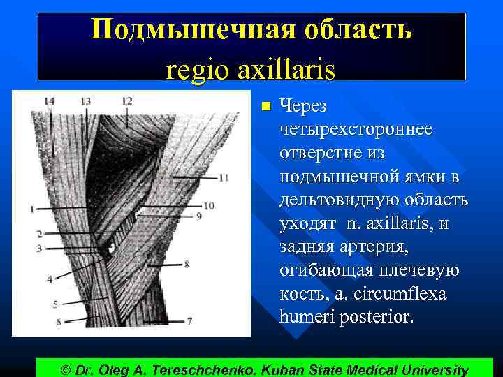 Подмышечная область regio axillaris n Через четырехстороннее отверстие из подмышечной ямки в дельтовидную область