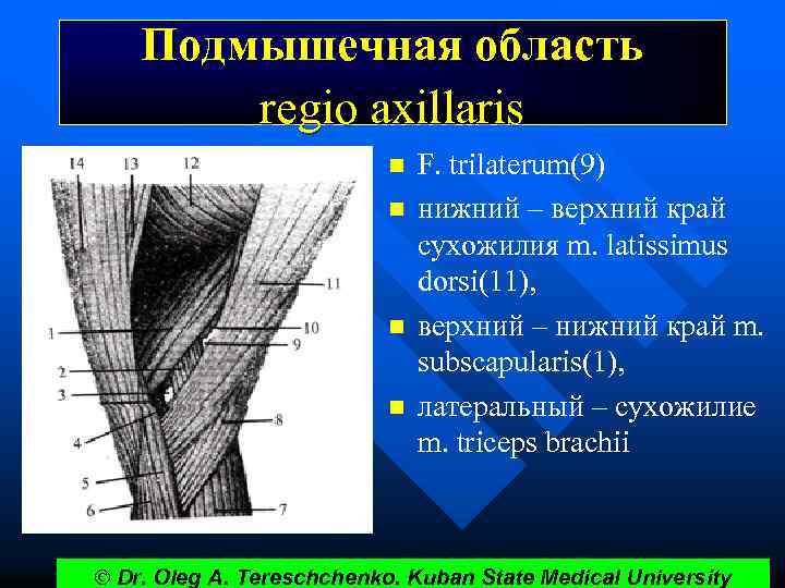 Подмышечная область regio axillaris n n F. trilaterum(9) нижний – верхний край сухожилия m.