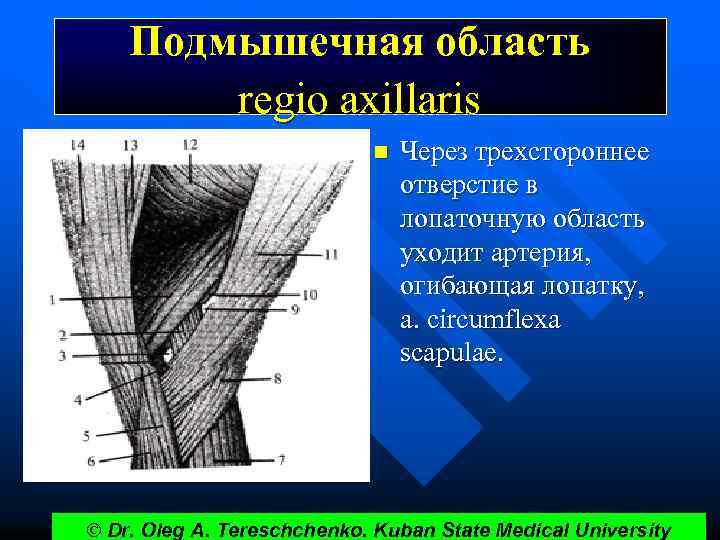 Подмышечная область regio axillaris n Через трехстороннее отверстие в лопаточную область уходит артерия, огибающая