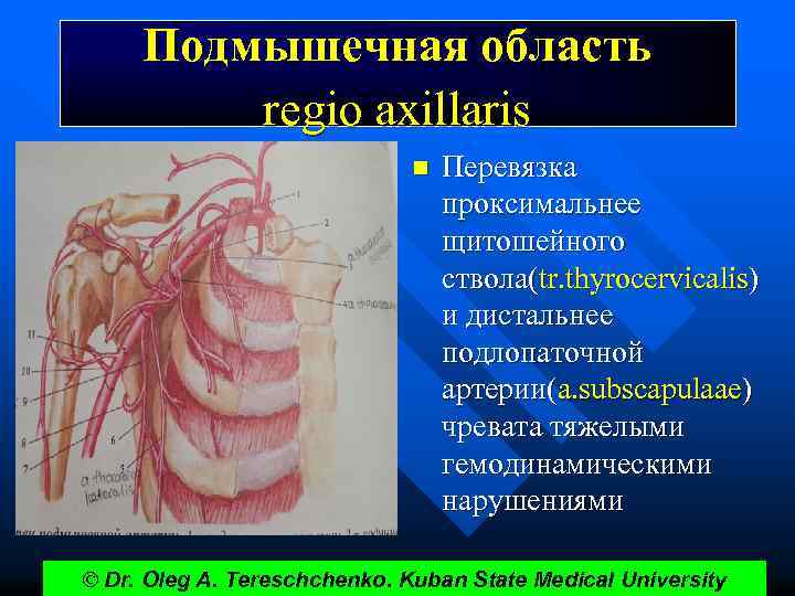 Подмышечная область regio axillaris n Перевязка проксимальнее щитошейного ствола(tr. thyrocervicalis) и дистальнее подлопаточной артерии(a.
