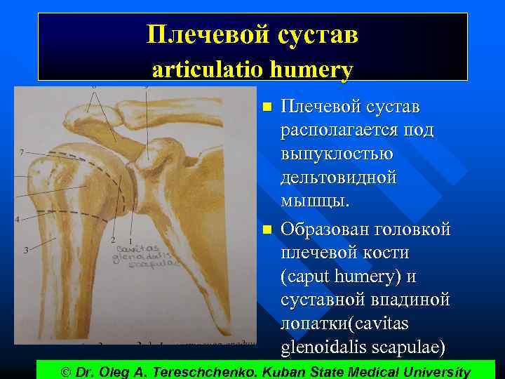 Плечевой сустав articulatio humery n n Плечевой сустав располагается под выпуклостью дельтовидной мышцы. Образован