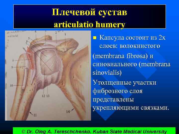Плечевой сустав articulatio humery Капсула состоит из 2 х слоев: волокнистого (membrana fibrosa) и