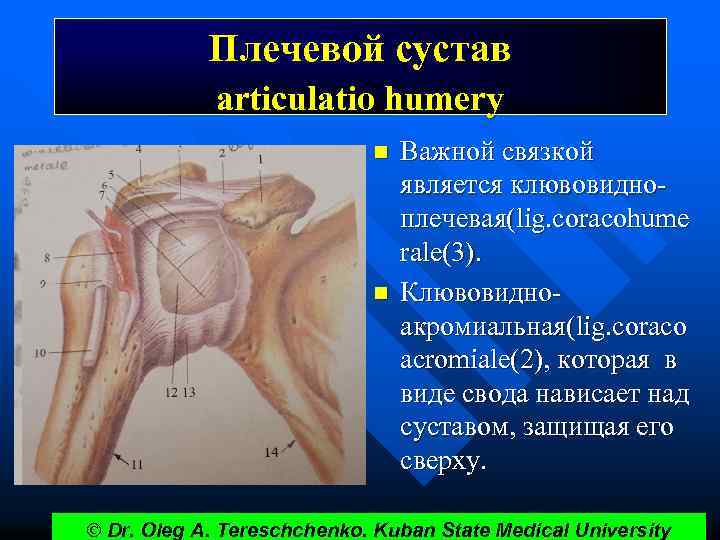 Плечевой сустав articulatio humery n n Важной связкой является клювовидноплечевая(lig. coracohume rale(3). Клювовидноакромиальная(lig. coraco