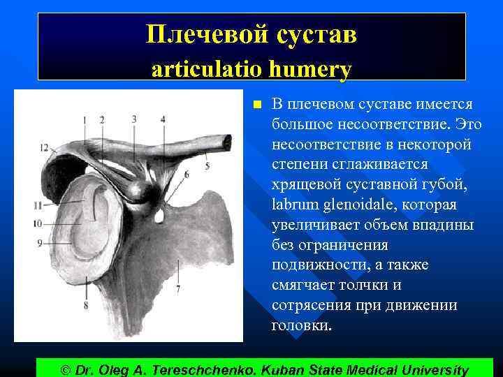 Плечевой сустав articulatio humery n В плечевом суставе имеется большое несоответствие. Это несоответствие в