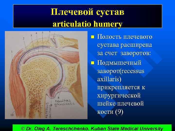 Плечевой сустав articulatio humery n n Полость плечевого сустава расширена за счет заворотов: Подмышечный
