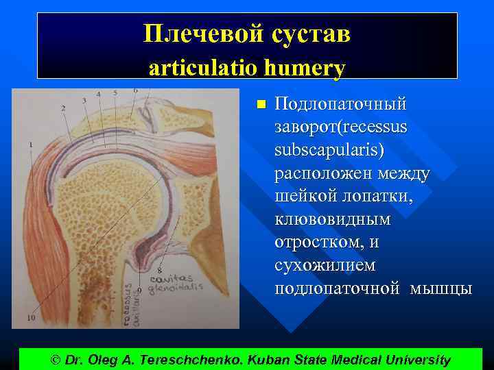 Плечевой сустав articulatio humery n Подлопаточный заворот(recessus subscapularis) расположен между шейкой лопатки, клювовидным отростком,
