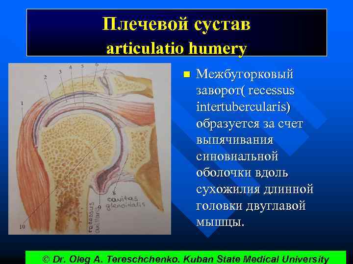 Плечевой сустав articulatio humery n Межбугорковый заворот( recessus intertubercularis) образуется за счет выпячивания синовиальной