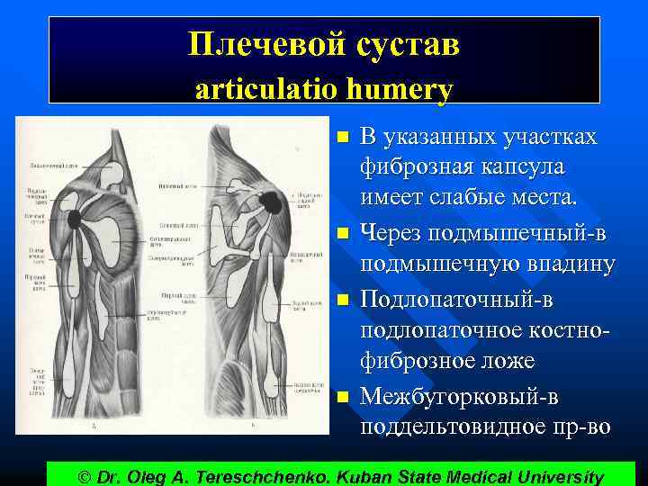 Плечевой сустав articulatio humery n n В указанных участках фиброзная капсула имеет слабые места.