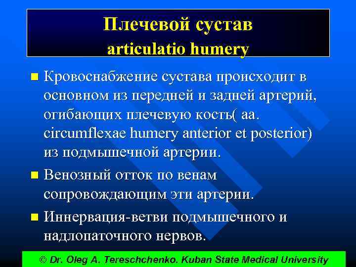 Плечевой сустав articulatio humery Кровоснабжение сустава происходит в основном из передней и задней артерий,