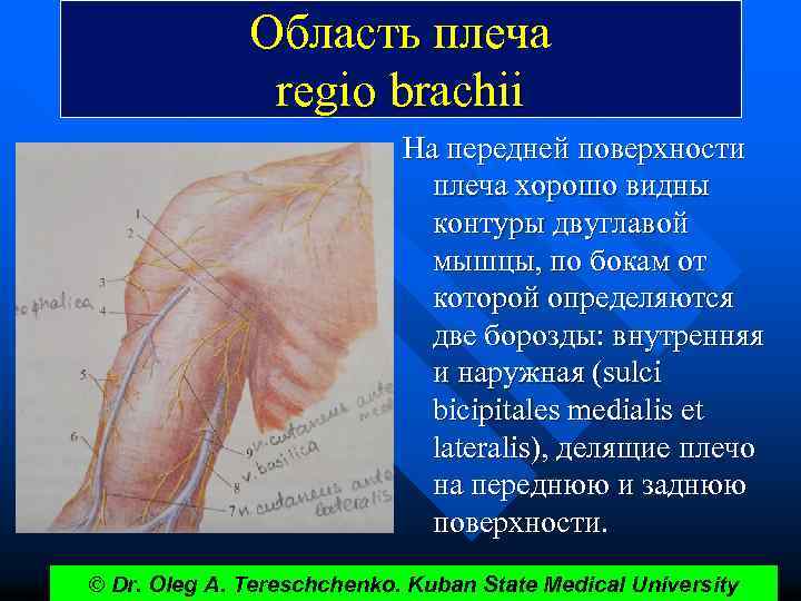 Область плеча regio brachii На передней поверхности плеча хорошо видны контуры двуглавой мышцы, по