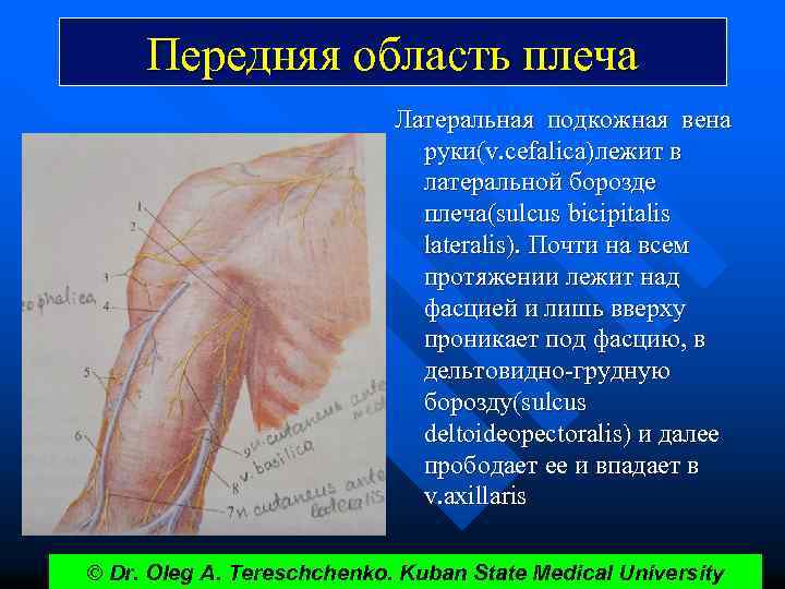 Передняя область плеча Латеральная подкожная вена руки(v. cefalica)лежит в латеральной борозде плеча(sulcus bicipitalis lateralis).