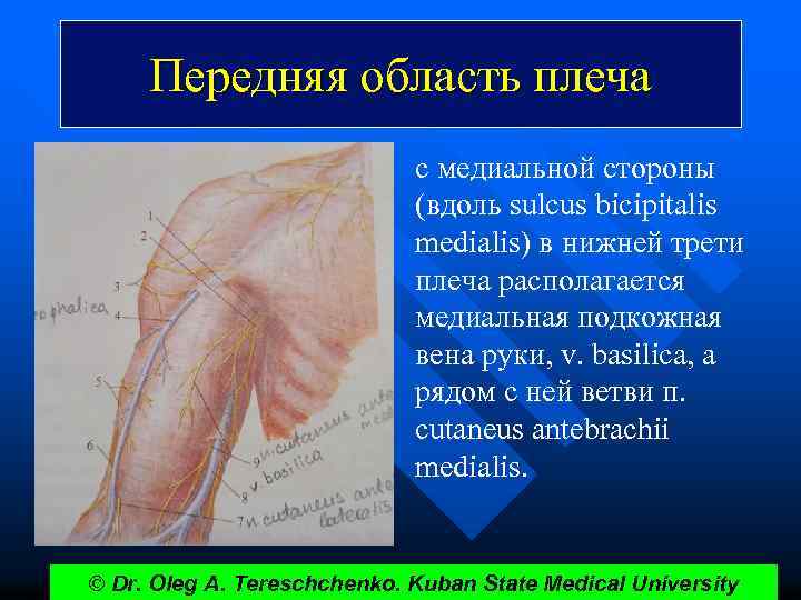 Передняя область плеча с медиальной стороны (вдоль sulcus bicipitalis medialis) в нижней трети плеча