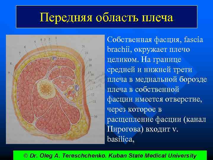 Передняя область плеча Собственная фасция, fascia brachii, окружает плечо целиком. На границе средней и