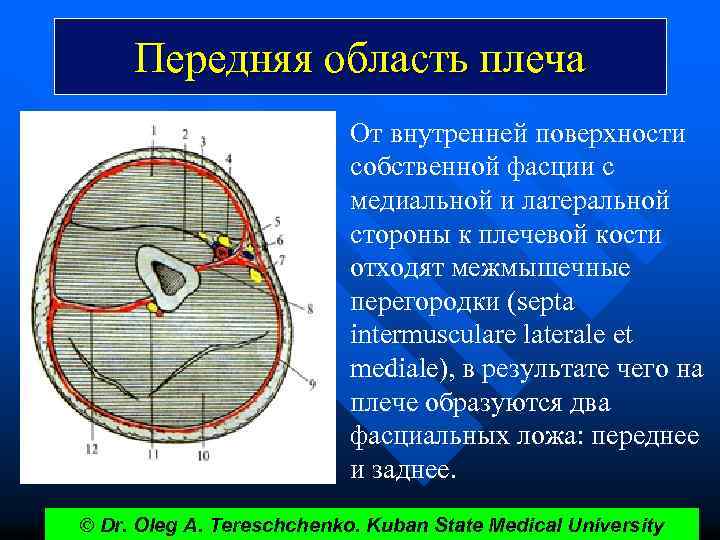 Передняя область плеча От внутренней поверхности собственной фасции с медиальной и латеральной стороны к