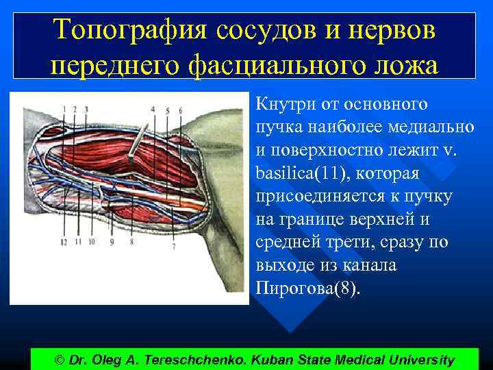 Сосудистые пучки это. Топография сосудов и нервов переднего фасциального ложа. Топографическая анатомия верхней конечности артерии нервы. Топография сосудов и нервов плеча. Переднее фасциальное ложе плеча.