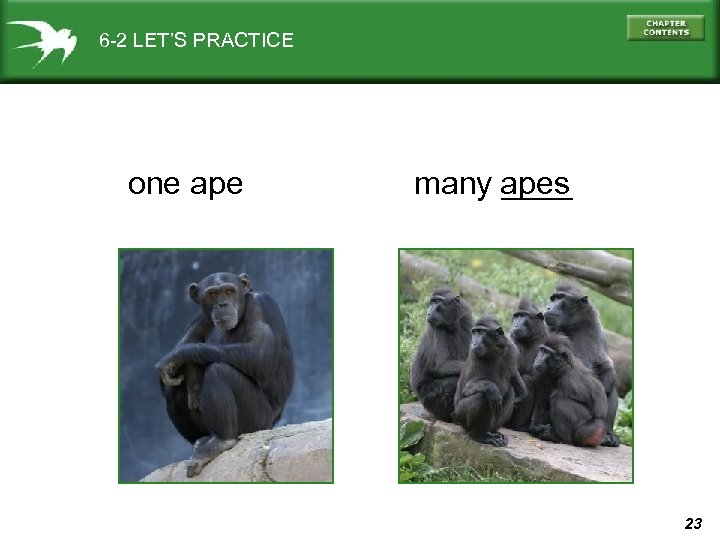 6 -2 LET’S PRACTICE one ape many apes ____ 23 