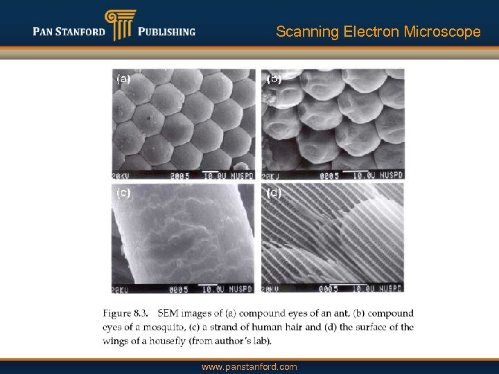 Scanning Electron Microscope www. panstanford. com 