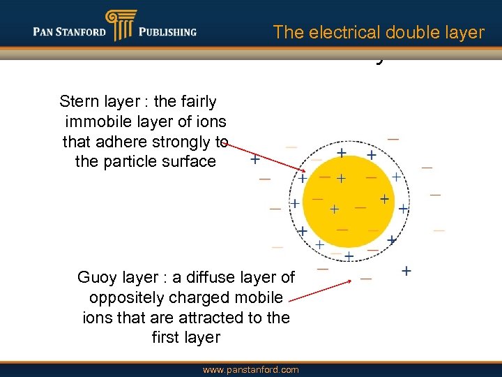 The electrical double layer Stern layer : the fairly immobile layer of ions that