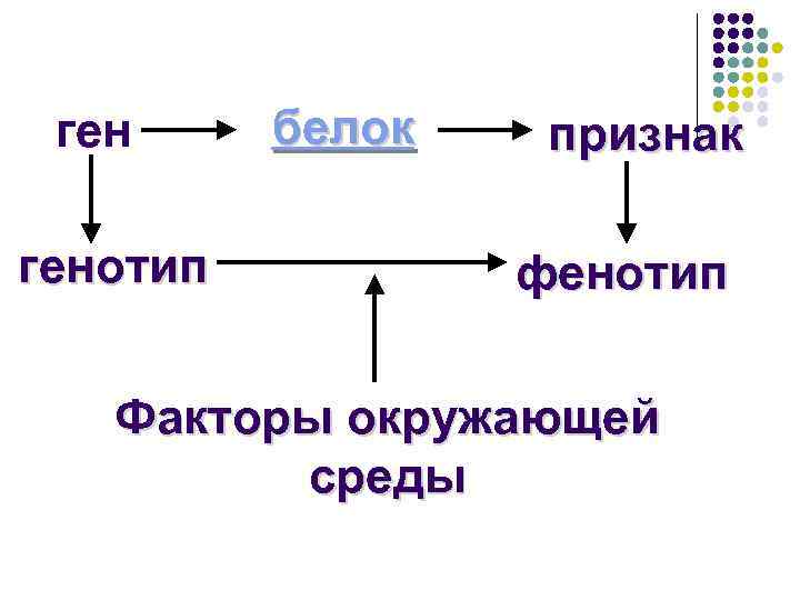 Где находится генотип