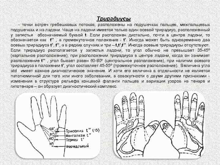 Трирадиусы - точки встреч гребешковых потоков; расположены на подушечках пальцев, межпальцевых подушечках и на