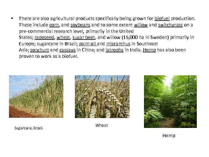  • There also agricultural products specifically being grown for biofuel production. These include