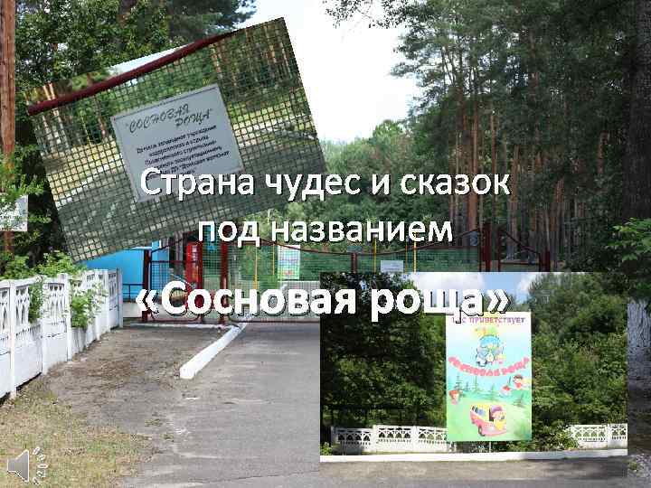 Страна чудес и сказок под названием «Сосновая роща» 
