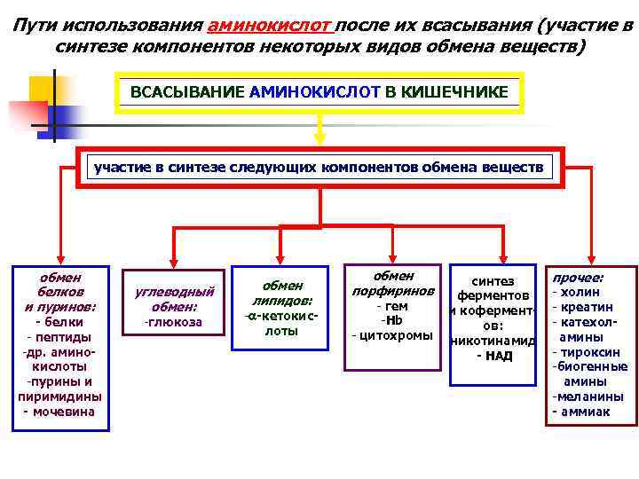 Пути использования аминокислот после их всасывания (участие в синтезе компонентов некоторых видов обмена веществ)