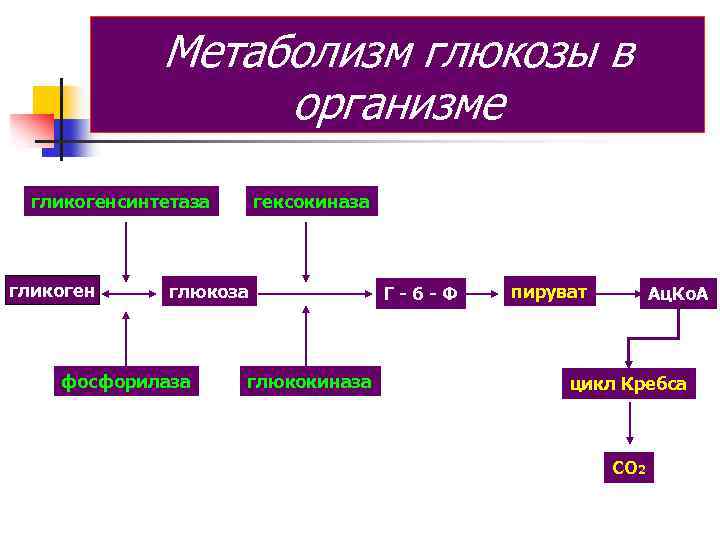 Метаболизм глюкозы в организме гликогенсинтетаза гликоген гексокиназа глюкоза фосфорилаза глюкокиназа Г-6 -Ф пируват Ац.