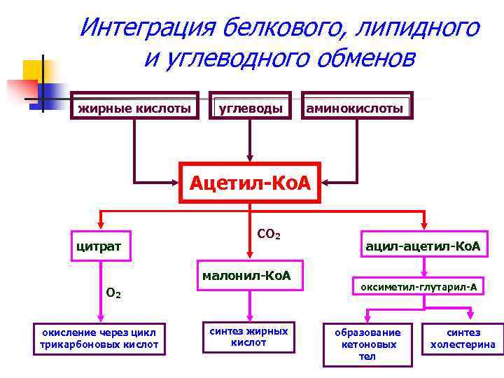 Интеграция белкового, липидного и углеводного обменов жирные кислоты углеводы аминокислоты Ацетил-Ко. А цитрат СО