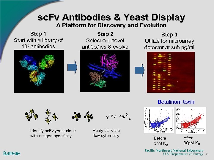 sc. Fv Antibodies & Yeast Display A Platform for Discovery and Evolution Step 1