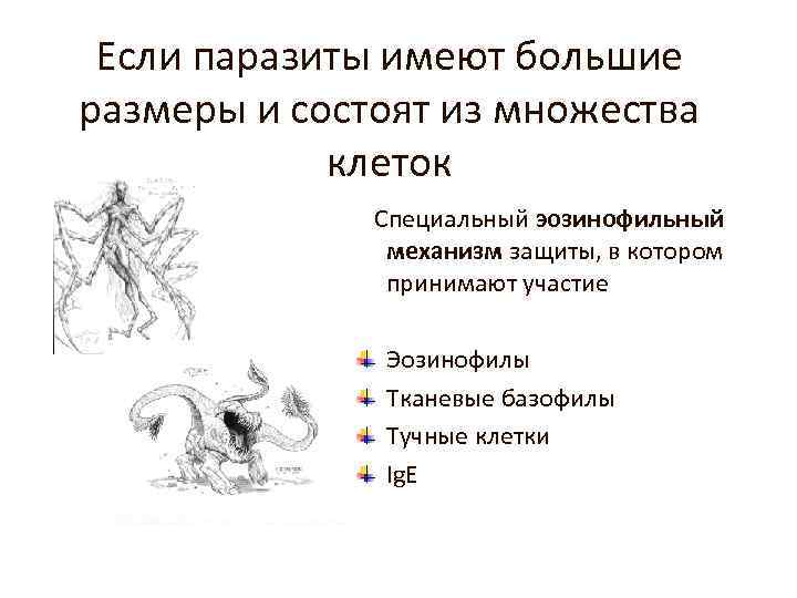 Если паразиты имеют большие размеры и состоят из множества клеток Специальный эозинофильный механизм защиты,