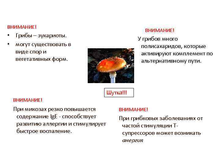 Грибы эукариоты. Грибы являются эукариотами. Грибы принадлежат к. Почему грибы принадлежат к группе эукариот.