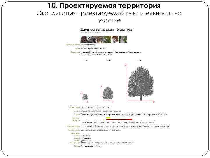 10. Проектируемая территория Экспликация проектируемой растительности на участке 