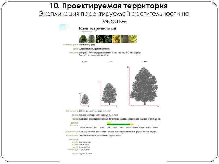 10. Проектируемая территория Экспликация проектируемой растительности на участке 