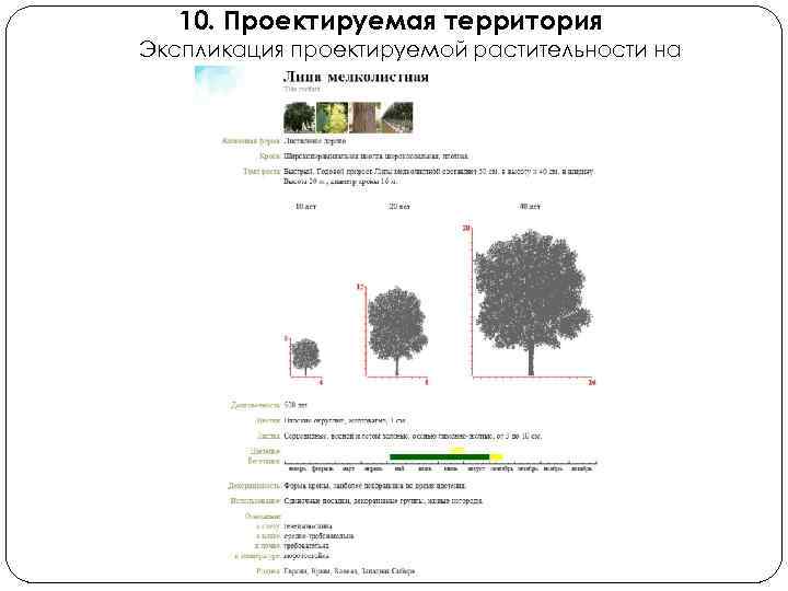10. Проектируемая территория Экспликация проектируемой растительности на участке 