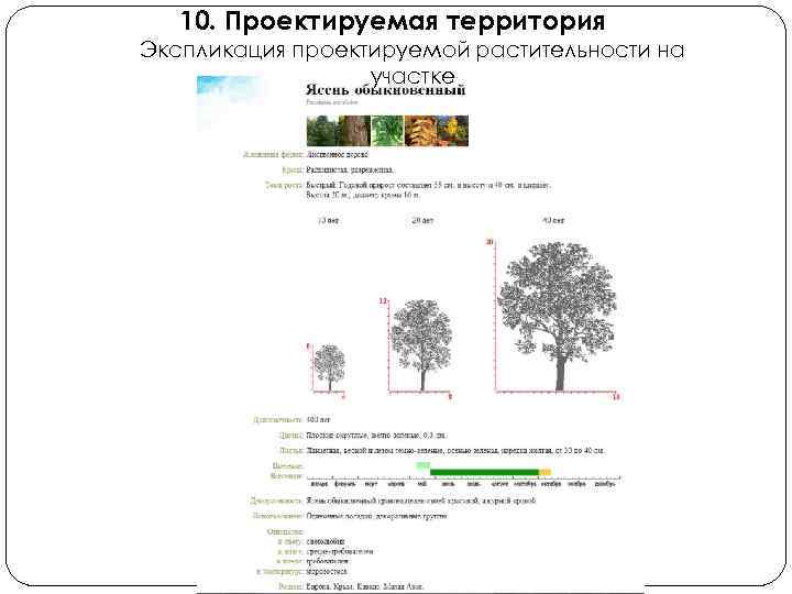 10. Проектируемая территория Экспликация проектируемой растительности на участке 