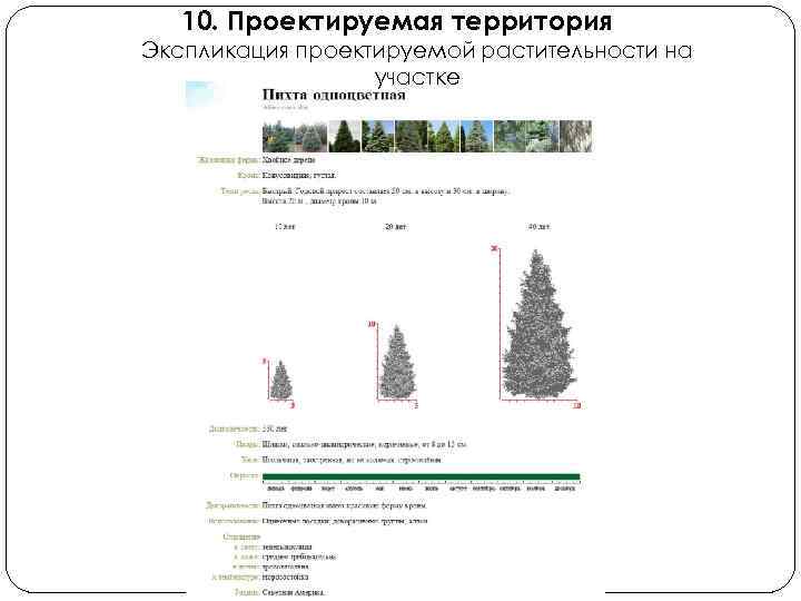 10. Проектируемая территория Экспликация проектируемой растительности на участке 