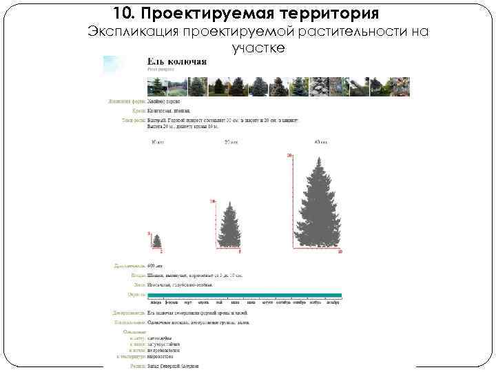 10. Проектируемая территория Экспликация проектируемой растительности на участке 