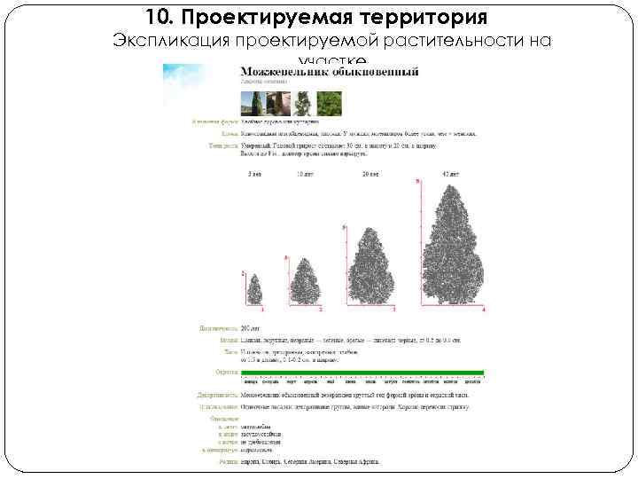 10. Проектируемая территория Экспликация проектируемой растительности на участке 