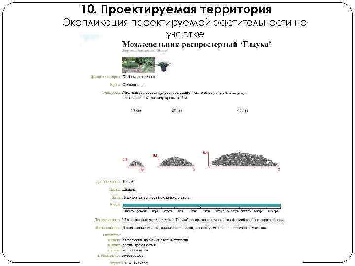 10. Проектируемая территория Экспликация проектируемой растительности на участке 